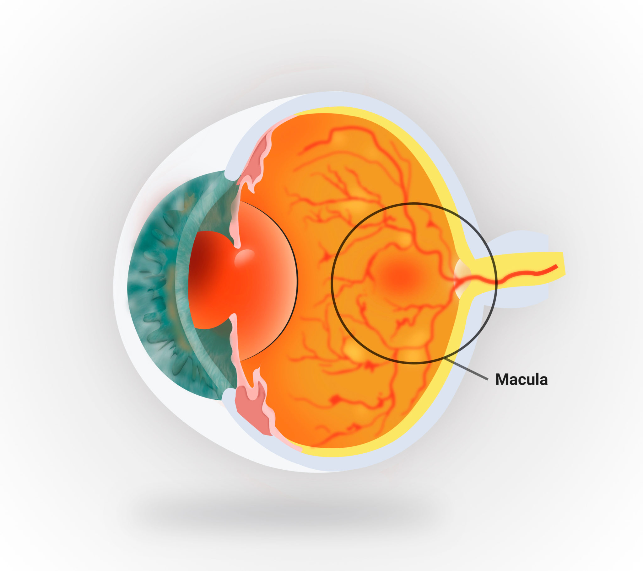 Ophthalmology 360 Characterizing Astigmatisms Within The Optical Pathway Ophthalmology 360 characterizing astigmatisms within the optical pathway