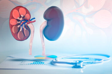kidneys